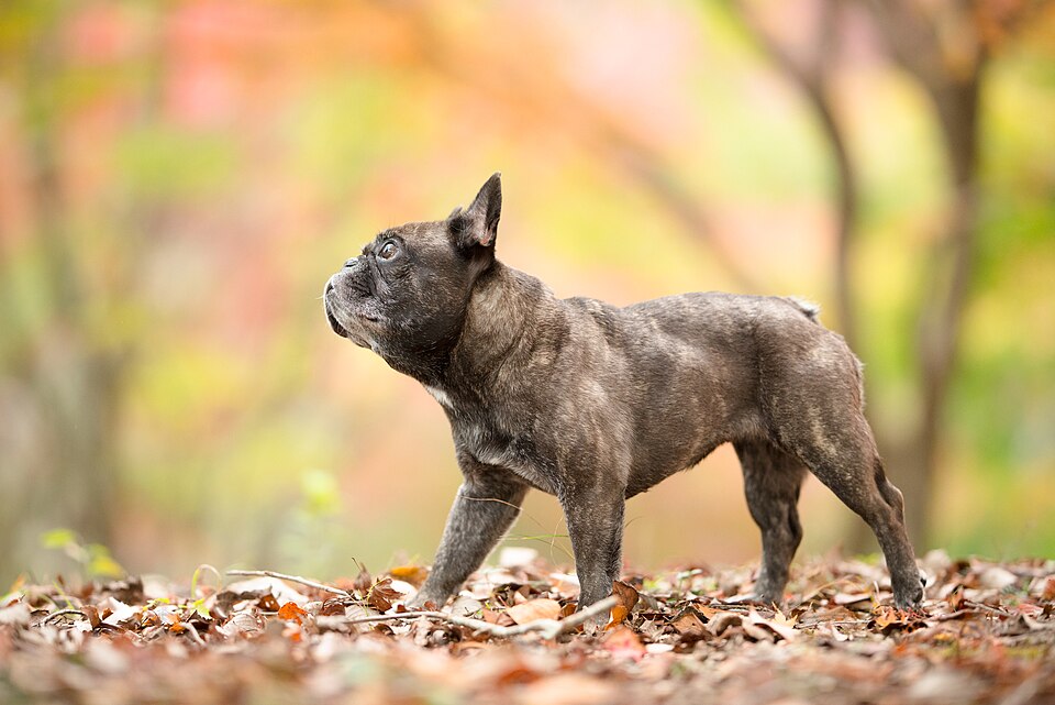French Bulldog