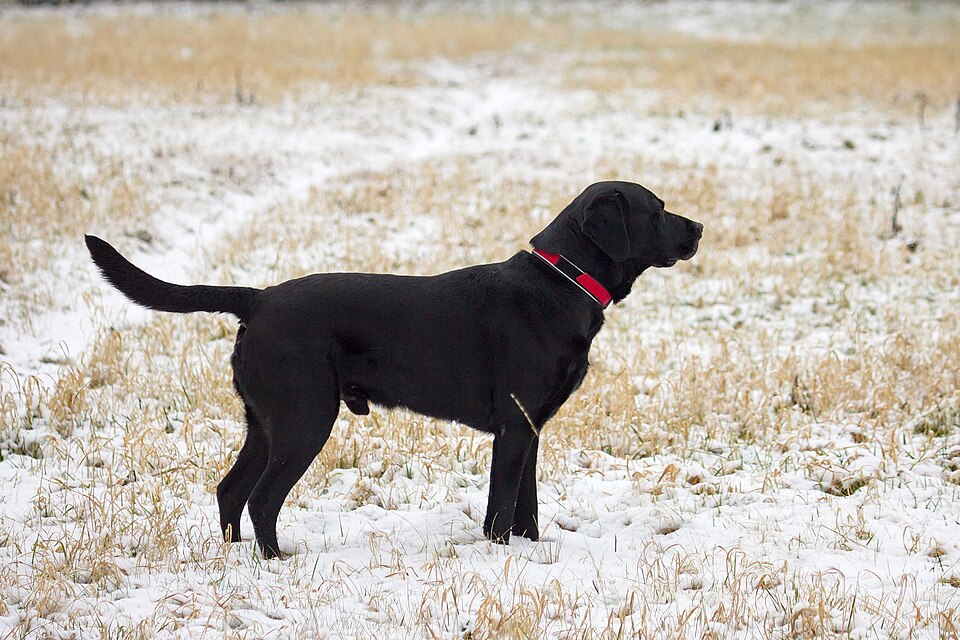 Labrador Retriever