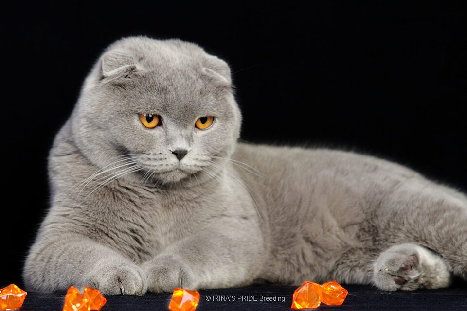 Scottish Fold cat