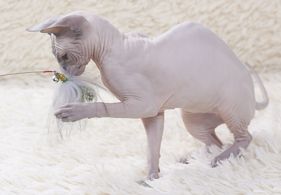 Sphynx cat