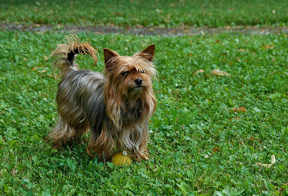 Yorkshire Terrier